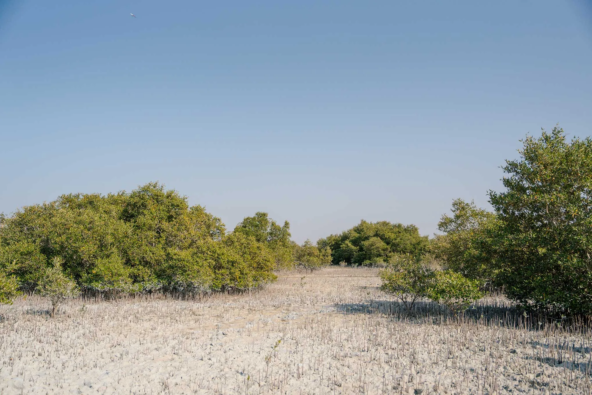 Inspire your students to become citizen scientists