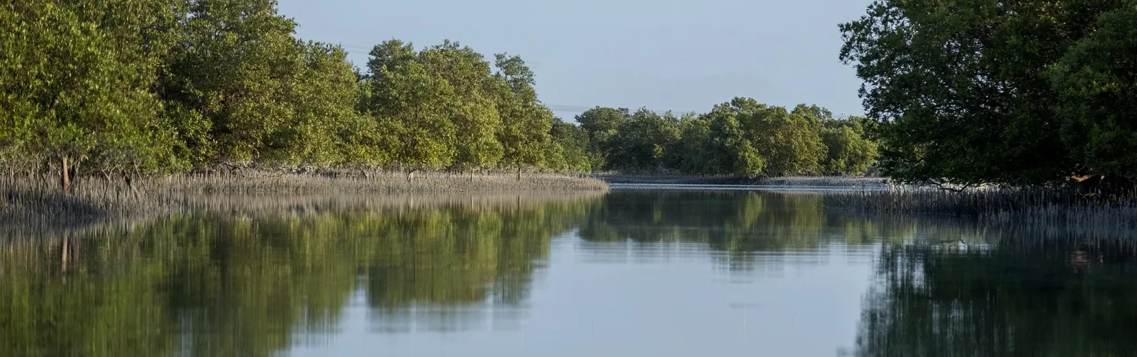 Mangroves Reflections