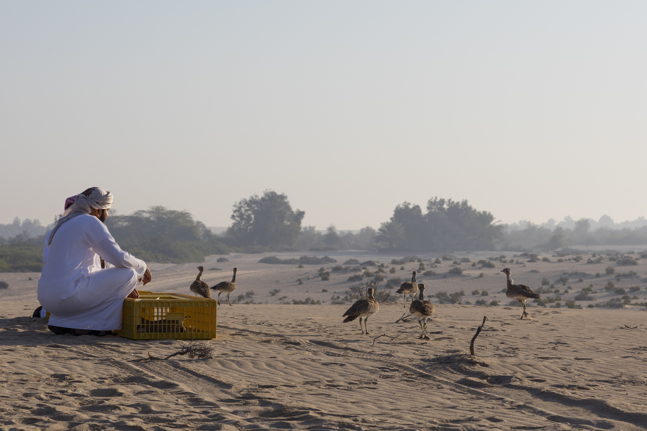 Houbara release2 Thumbnail