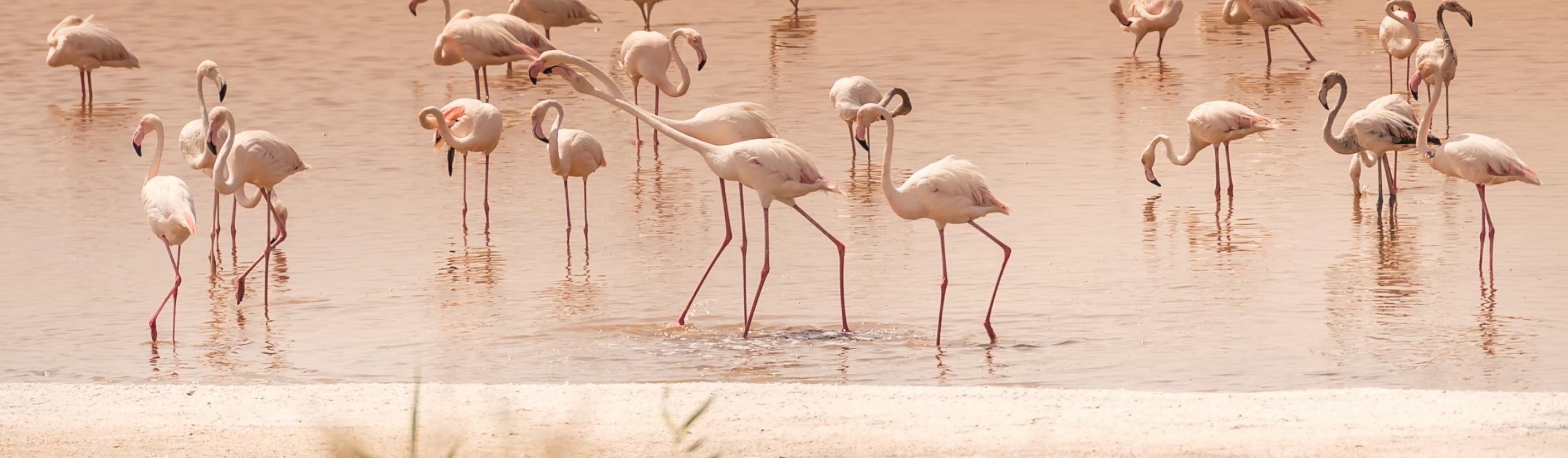 flamingos wildlife al wathba wetland reserve ramsar